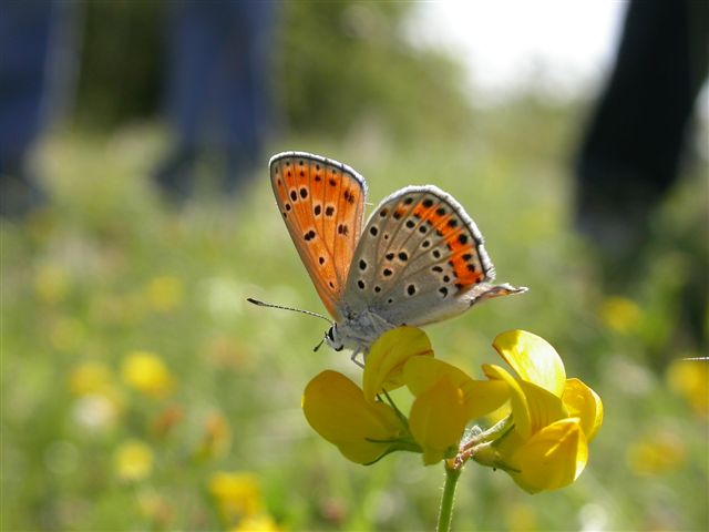 Lycaena thersamon?